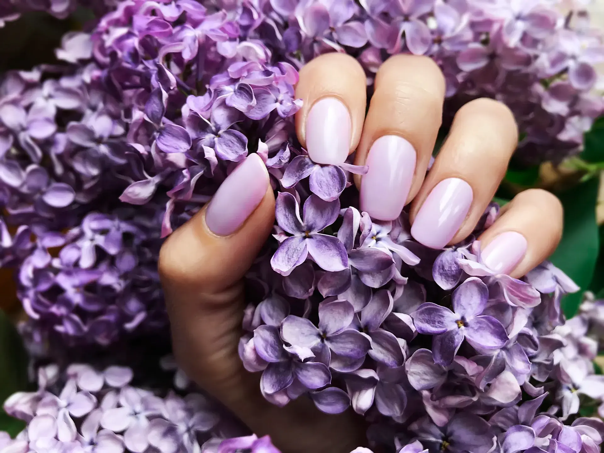Hand holding purple lilacs with manicured nails 2026 01 08 06 04 56 utc