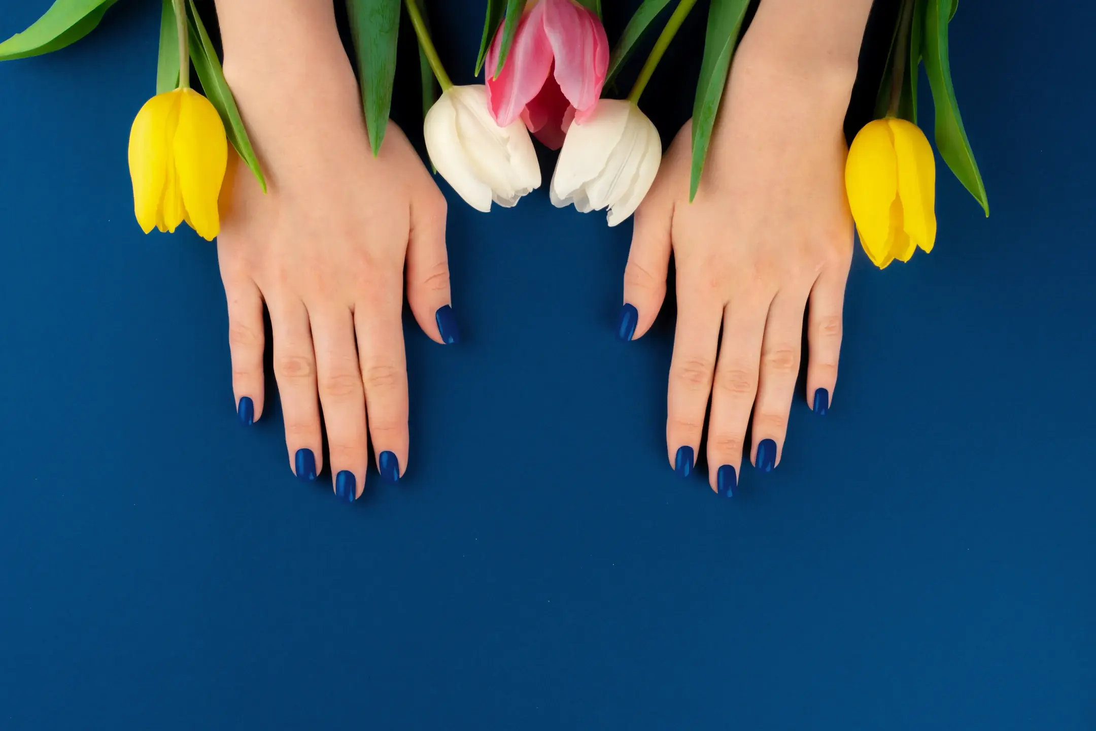Hands and tulips against a blue background 2026 03 24 11 05 55 utc